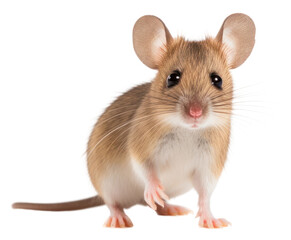 PNG Mouse animal mammal rodent.