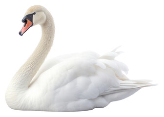 Fototapeta premium PNG Swan animal white bird.