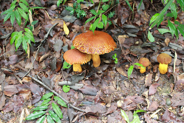 山道に自生している茸