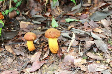 山道に自生している茸