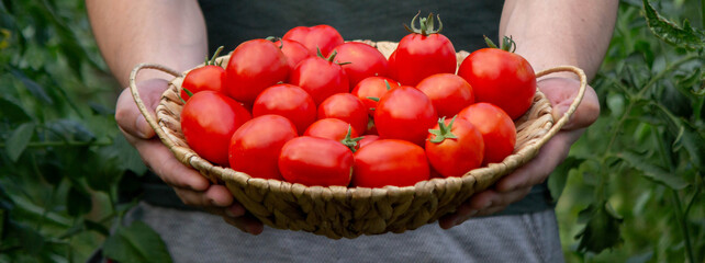 a male farmer holds tomatoes in his hands. Selective focus