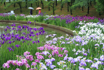 Colorful Iris Garden with Blossoming Flowers Around a Serene Pond on a Rainy Day