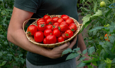 a male farmer holds tomatoes in his hands. Selective focus
