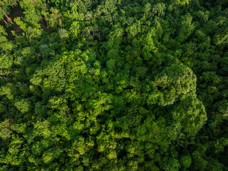 Aerial view diversity green tree tropical rainforest on mountain