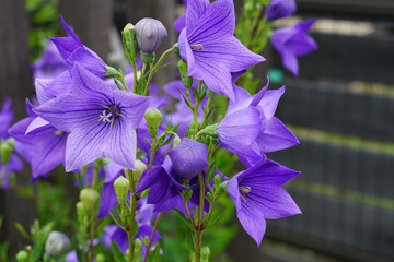 庭に咲く紫色の桔梗の花