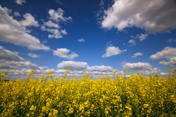 Obraz premium agricultural field with yellow rapeseed flowers, against a blue sky with white clouds, a bright spring landscape on a sunny day, a beautiful scene