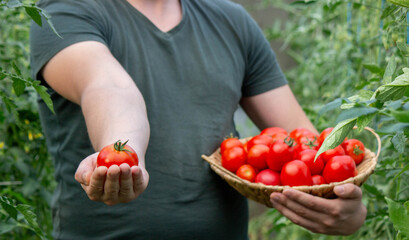a male farmer holds tomatoes in his hands. Selective focus