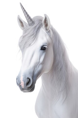 Obraz premium PNG Animal mammal horse representation.