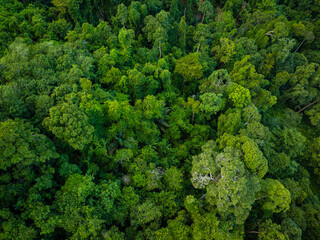 Naklejka premium Aerial view diversity green tree tropical rainforest on mountain