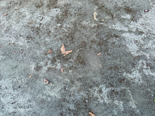 dry leaves falling on the sand
