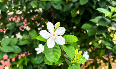 white flowers in the garden