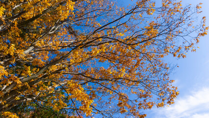 紅葉した森の景色