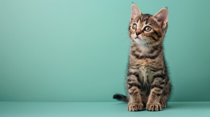 A cute Bengal kitten sitting on a solid pastel gre  088 cat, kitten, animal, pet, isolated, domestic, feline, fur, cute, white, tabby, kitty, adorable, sitting, grey, mammal, gray, looking, paw, portr