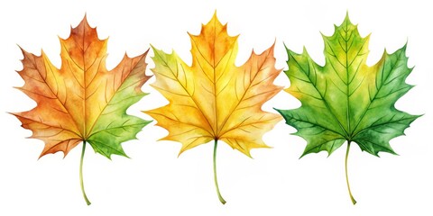 Fototapeta premium Watercolor Maple Leaves - Stages of Autumn, foliage , season change , nature , autumnal