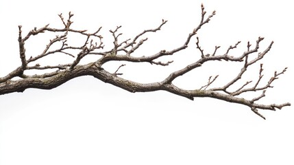 A Branch of a Tree with Buds and White Background