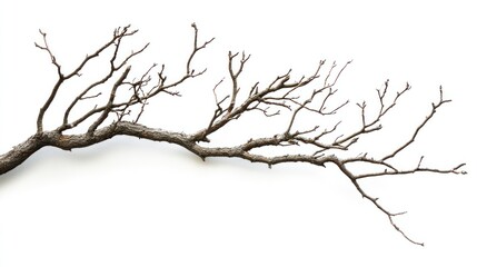 Fototapeta premium A Single Bare Branch with Numerous Twigs Reaching Outward