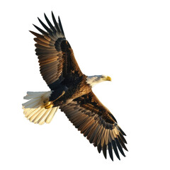 A majestic bald eagle flying