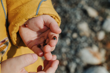 ladybug on a palm of the child, With a love of nature, care of insects © Anastasia