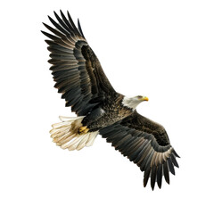 Fototapeta premium A majestic bald eagle flying