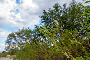 Close-up of green leaves on a shrub in a natural setting during the day