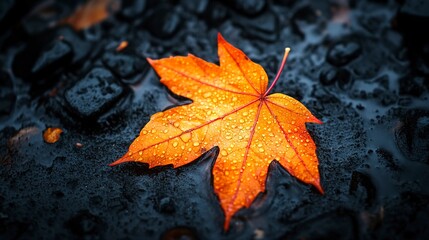 Vibrant autumn leaf on dark wet foliage