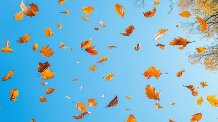 Naklejka premium Vibrant autumn leaves falling from trees against a clear blue sky, capturing the beauty and essence of the autumn season. 