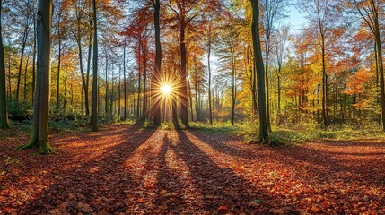 pleasant autumn sunshine in the woods a tranquil panorama view with the sun casting beautiful rays through the trees and uplifting the mood 