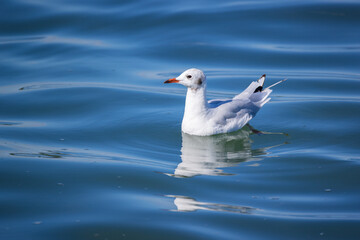 coastal lake swallow swims in turbulent royal blue water, day day sunshine