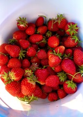 Erdbeeren