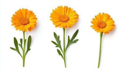 Three orange flowers are shown in a row, with the middle one being the tallest