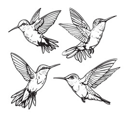 Obraz premium Set hummingbirds. Sketch pencil. Drawing by hand.