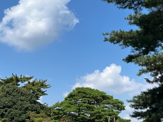 sky and trees