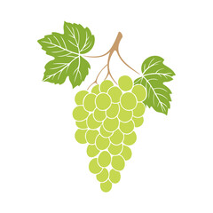Grapes bunch with green berries and leaves on white background. No contour. Vector illustration