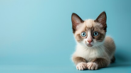 A cute Snowshoe kitten sitting on a solid pastel a  099 cat, animal, kitten, pet, cute, feline, domestic, portrait, white, pets, eyes, fur, kitty, mammal, adorable, eye, nature, face, ears, whiskers, 