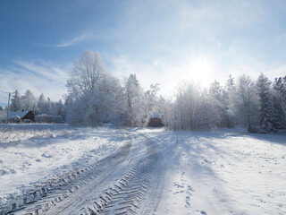 Obraz premium winter in the forest Bäume im Schnee