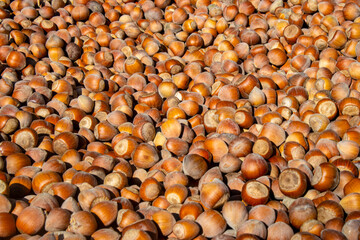 Hazelnuts that have been freshly picked and left to dry in the sun.