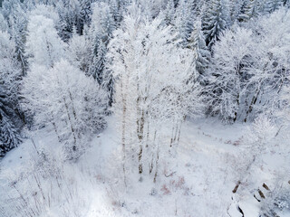 winter in the forest Bäume im Schnee