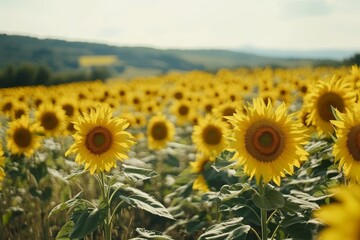 Fototapeta premium Panoramic view of a vibrant sunflower field stretching to the horizon with rolling hills in the background