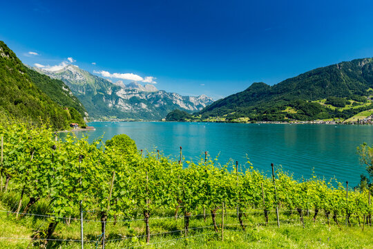 Scenery pastoral view around Quinten hamlet situated on north shore of Walensee, Switzerland, accessible by hiking or boat