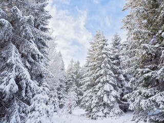 winter in the forest Bäume im Schnee