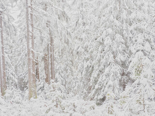 Fototapeta premium winter in the forest Bäume im Schnee