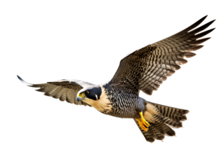 a bird flying in the sky