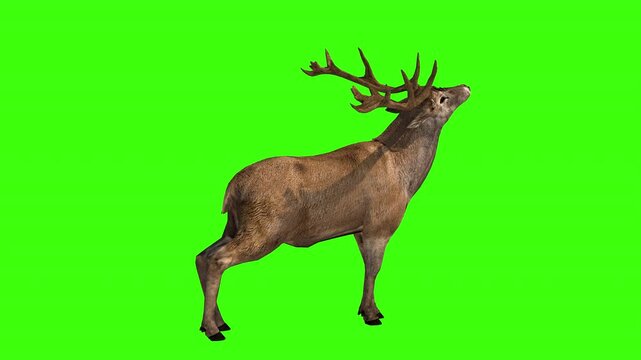 Stag or deer on green screen seamless loopable animation.
