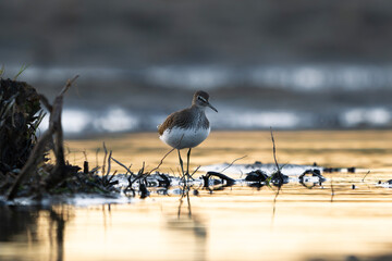 Brodziec samotny na rozlewisku o zachodzie słońca