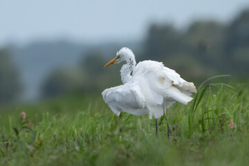 Czapla biała z napuszonymi piórami