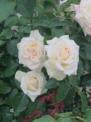 bunch of roses