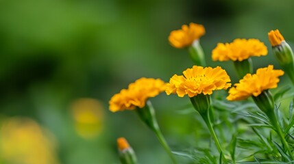 A bunch of yellow flowers are in a green field