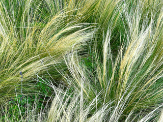 Grass in the wind. Green grass in the wind. Long fallen grass.