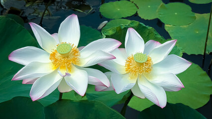 Beautiful two pink-white lotus flower are blooming in the lotus pond.
