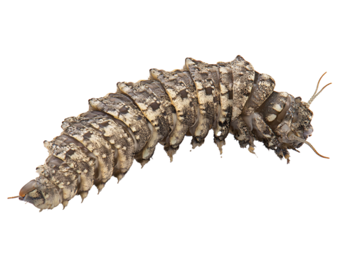 a caterpillar with black spots